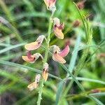 Image result for Crotalaria lanceolata