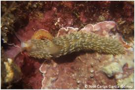 Image result for Bergia salaria