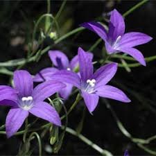 Image result for Wahlenbergia capitata