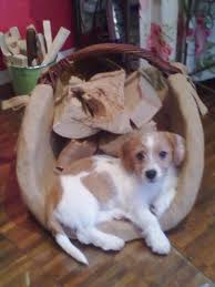 Check spelling or type a new query. Fraulein Vroni Dackel Shih Tzu Mischling Mix