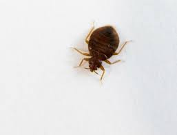 Ehrlich pest control offers homes and businesses in richmond, va pest control solutions, backed by our local experts and specialists. Bed Bug Control Virginia Permatreat Pest Termite Control