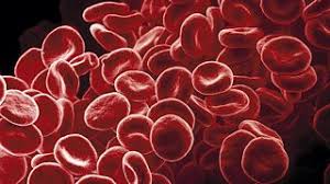 There are 3 types of blood cells: Red Blood Cells Blood Gcse Biology Single Science Revision Bbc Bitesize