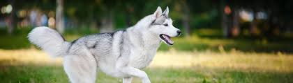 Look at pictures of husky puppies in san francisco who need a home. Siberian Husky Puppy For Sale Husky Puppies Breeder
