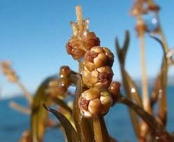 Image result for Potamogeton pusillus