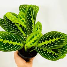 Image result for maranta