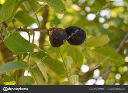 Image result for Walnut blight