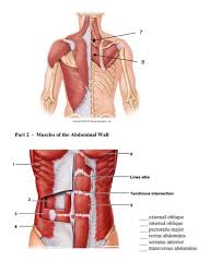 Click on the name of a muscle for a page the muscles labelled in the anterior muscles diagram shown above are listed in bold in the. Solved Part 1 Superficial Torso Muscles Fill In The Inf Chegg Com