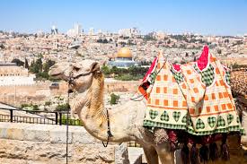 The average price of a young camel in the us is about $5,000, but it can be much higher for various reasons. Israel Ovation Dmc