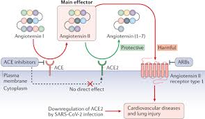 It was first identified in december 2019 in wuhan,. Covid 19 And Cardiovascular Disease From Basic Mechanisms To Clinical Perspectives Nature Reviews Cardiology