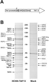 Listen to the audio pronunciation in several english accents. Purification Of Active Tfiid From Saccharomyces Cerevisiae Journal Of Biological Chemistry
