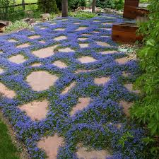 With a lovely purple, green, and yellow color, this flower will make an impression on any spring garden. Turkish Speedwell Veronica Liwanensis High Country Gardens