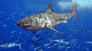 Er kann bis zu 7m lang werden, wobei die weibchen deutlich länger als die männchen werden. Weisser Hai Ist Vom Aussterben Bedroht Nzz