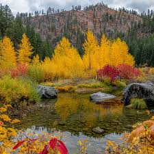 See photos of fall foliage color changes across Pacific Northwest