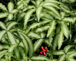 Image result for Pteris cretica