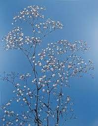 Baby S Breath Festivity Gypsophila Flowers Babys Breath