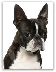 The cause of nasal tumours is likely multifactorial and largely unknown. Canine Nasal Tumor Sinus Cancer Canine Tumors Nasal Cancer Dog Cancer