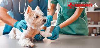 Veterinary Hospitals vs. Veterinary Clinics