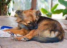 Watch your dog for excessive scratching or chewing. 5 Signs You And Your Pet Have Fleas And Don T Know It Petmd