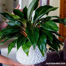Image result for Chlorophytum Amaniense