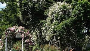 Ob sie ein zufallssämling oder mit einer anderen rose identisch ist, wird diskutiert. The Enigma That Is Darlow A Rose You Should Know Finegardening