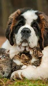 Pin By Yara P L Dias On Mix Massive Dogs Massive Dog Breeds Cute Animals