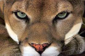 When it comes into your life, this totem wants you to exercise patience in dealing with issues in your life. Cougar Puma The Largest Meowing Cat Dinoanimals Com
