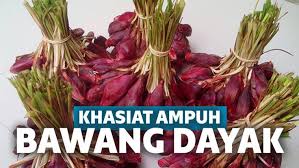 Dari tulisan di atas kita tau bahwa berikut akan dijelaskan manfaat jahe, bawang putih, lemon, dan madu. Khasiat Bawang Dayak Bagi Pria Dan Wanita