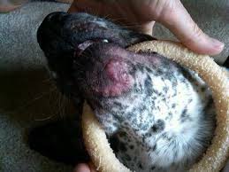 Pin On Pets