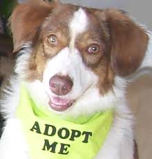 Maybe you would like to learn more about one of these? Columbus Dog Connection