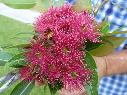 Maybe you would like to learn more about one of these? What S Wrong With My Flowering Gum