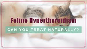 In new hyde park, ny. Feline Hyperthyroidism Can You Treat It Naturally Boulder Holistic Vet