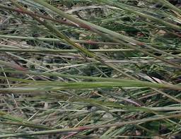 Image result for Aristida