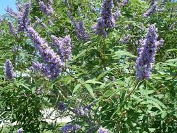 Image result for Vitex mombassae