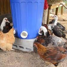 Diy No Waste Chicken Feeder Bin Chicken Feeder Diy Pvc Chicken Feeder Chicken Feeders