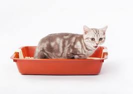 Kitten Not Pooping Reasons And How To Help Your Kitten