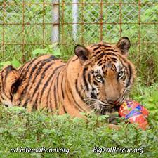 Meet Handsome Max Tiger One Of The Rescued Guatemala Tigers At Animal Defenders International S Temporary Holding Facility In G Big Cat Rescue Big Cats Tiger