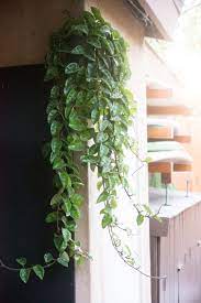 Pin On Gardening