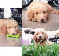 Someday When I Have A Big Backyard I Ll Need Another Curly Haired Cutie Like This Doodle Puppy Goldendoodle Cute Dogs