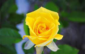 Check spelling or type a new query. Have You Ever Wondered About Single Yellow Rose Meaning All Rose Color Meanings