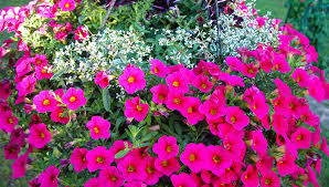 Colors range from white to pink to vivid red. Seasonal Outdoor Market Cornelius Nc 28031