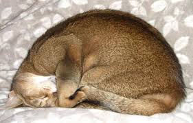 Cat sleep is different from human sleep behavior. Cat Sleeping Positions And What They Mean
