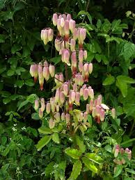 Kalanchoe Pinnata Bryophyllum Pinnatum Crassulaceae Plants Air Cleaning Plants Cacti And Succulents