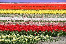 Since these tulip fields would not exist without windmills who have drained the land many years ago and don't forget to enjoy the view while you're up there. Colours Of The Flower Fields Flower Field Holland Flowers Tulip Fields