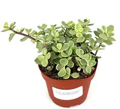 Image result for Portulacaria