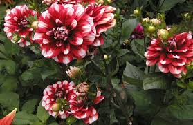 Image result for Dahlia sp. (cultivar)
