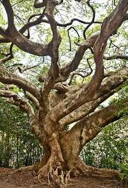Brisbane185 Ancient Tree Nature Tree Tree