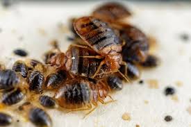 Image result for bed bugs