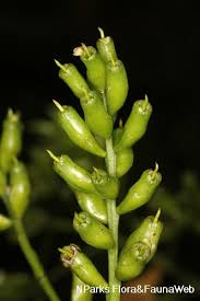 Image result for Lumnitzera racemosa