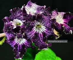 Image result for Streptocarpus