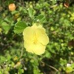 Image result for Pavonia burchellii